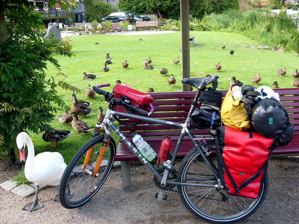 Enten und Schwäne im Park